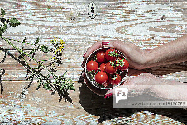 Hands of woman holding bowl of homegrown tomatoes