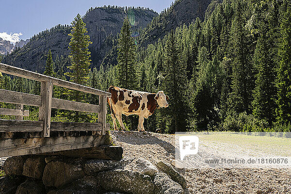 Cow standing by bridge in front of trees on sunny day