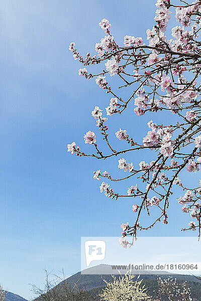 Germany  Rhineland-Palatinate  Edenkoben  Branches of pink blossoming almond tree against clear sky