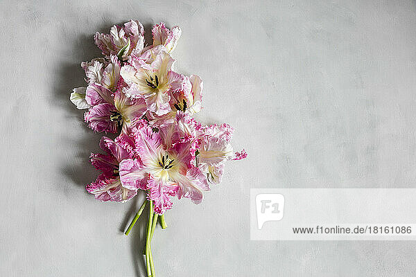 Bouquet of pink blooming Silver Parrot tulips lying against white background