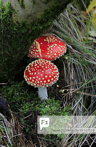 Fly agaric mushrooms (Amanita muscaria) growing on forest floor