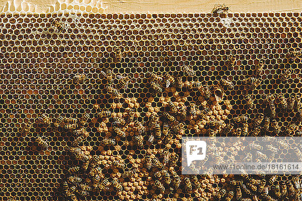 Honey bees on beehive at apiary