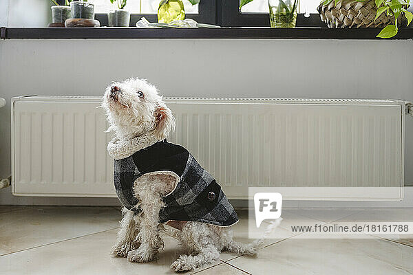 Cute dog wearing coat sitting in front of radiator