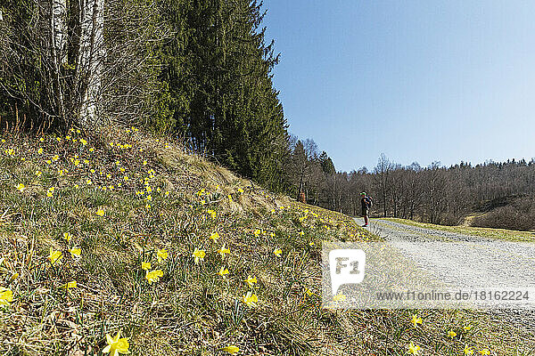 Wild daffodils blooming along forest hiking trail