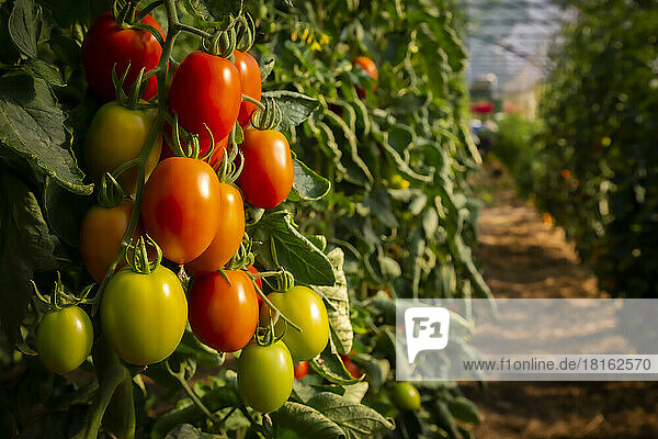 Juicy plum tomatoes in greenhouse