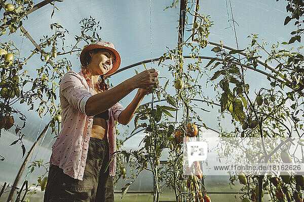 Mature farmer analyzing tomato plant in greenhouse