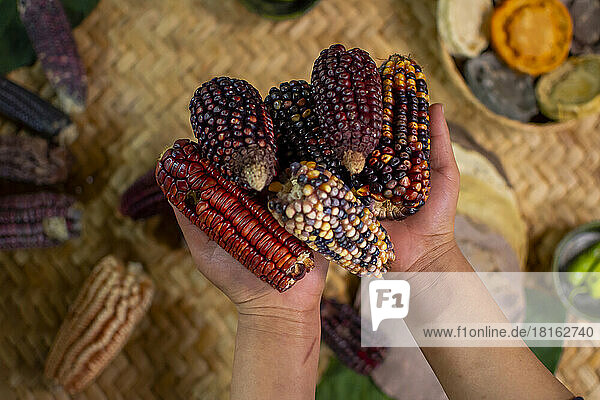 Hands of person holding bunch of Mexican corn cobs
