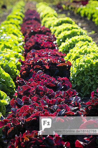 Green and red lettuce on field