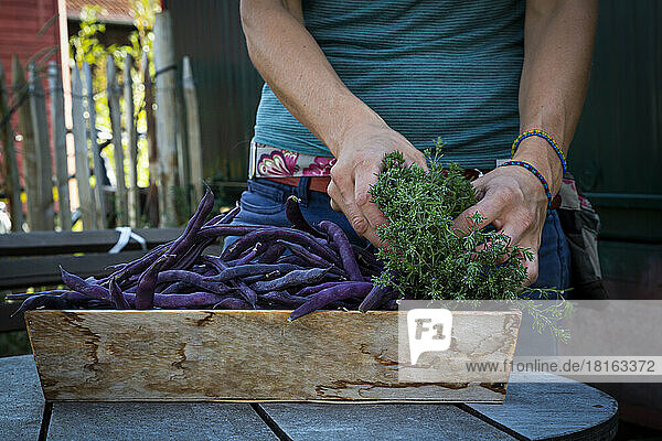 Woman putting freshly harvested Satureja and purple beans (Phaseolus vulgaris) in box