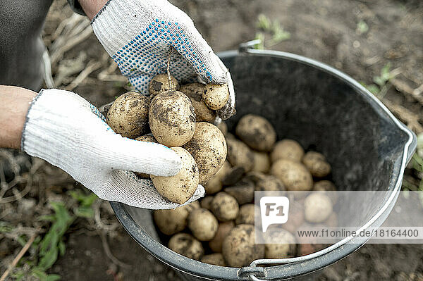 Hands of farmer wearing gloves putting dirty potatoes in bucket