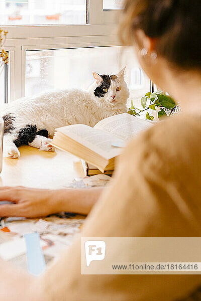 Katze ruht auf Schreibtisch von Freiberufler  der zu Hause arbeitet