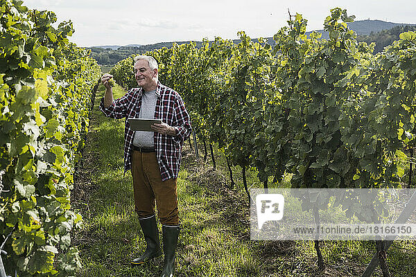 Lächelnder älterer Mann mit Tablet-PC kontrolliert Trauben im Weinberg