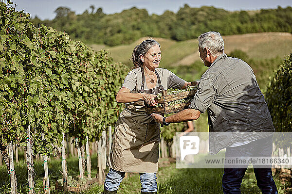 Lächelnder Bauer gibt einem Kollegen im Weinberg eine Kiste mit Weintrauben
