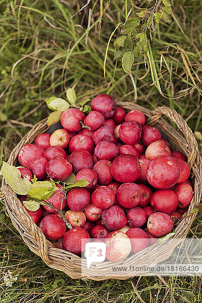 Basket of fresh organic apples on grass