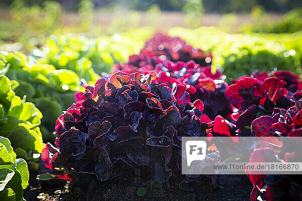 Fresh green and red lettuce on field