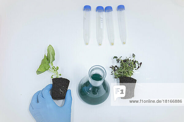 Flask with chemical amidst plants on table in laboratory