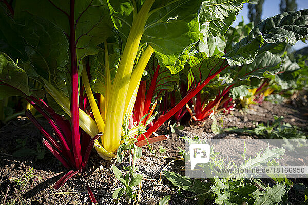 Chard plant growing on field at sunny day