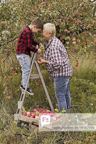 Happy grandmother and grandson picking apples together at orchard