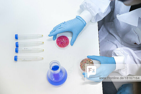 Scientist holding petri dishes over table in laboratory