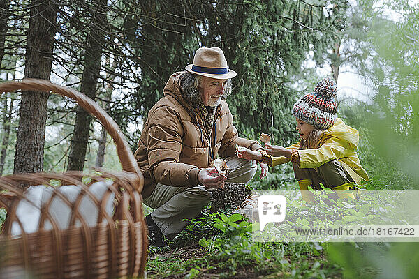 Grandfather and girl picking up mushrooms in forest