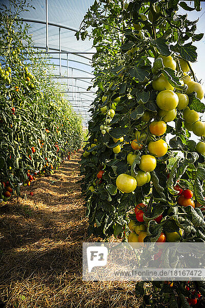 Plum tomatoes in greenhouse