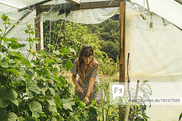 Young farmer working in greenhouse