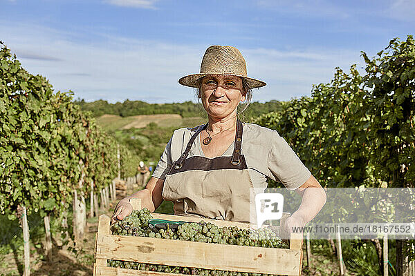 Smiling mature farmer wearing straw hat holding crate of fresh grapes in vineyard