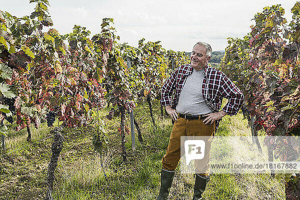 Senior man with arms akimbo standing amidst vineyard