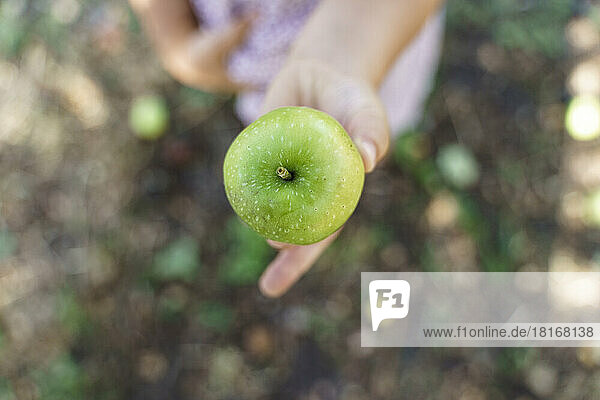 Hand of girl showing green apple