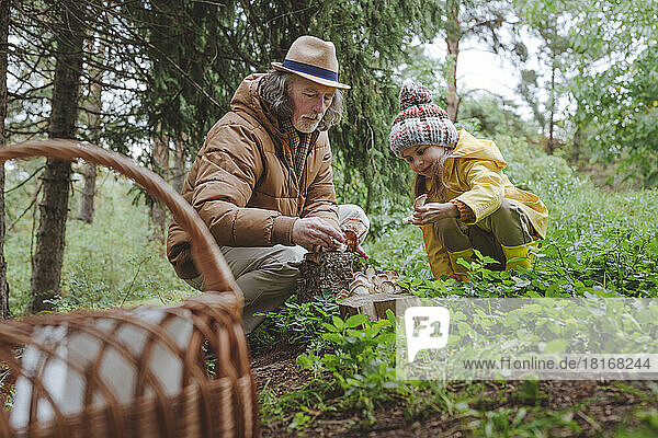 Großvater und Enkelin sammeln Pilze im Wald