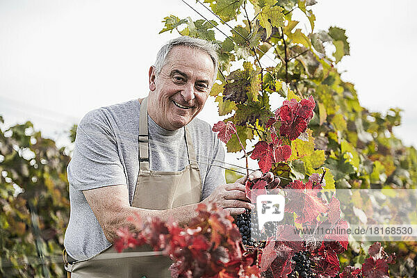 Smiling senior farmer picking grapes from vineyard