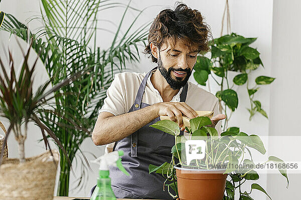 Smiling man cleaning leaf of plant with napkin