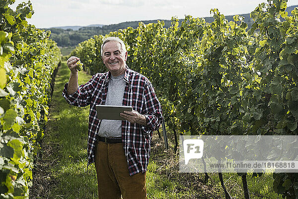 Senior man showing grape fruit with tablet PC in vineyard