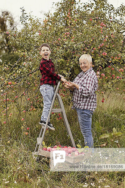 Happy grandson on ladder harvesting apples with grandmother at orchard