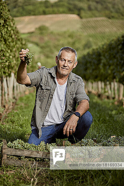 Mature farmer showing bunch of grapes in vineyard