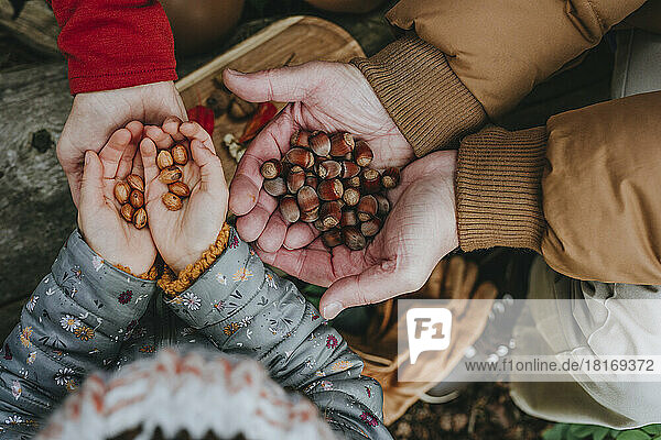 Grandparents and granddaughter holding hazelnuts in hand