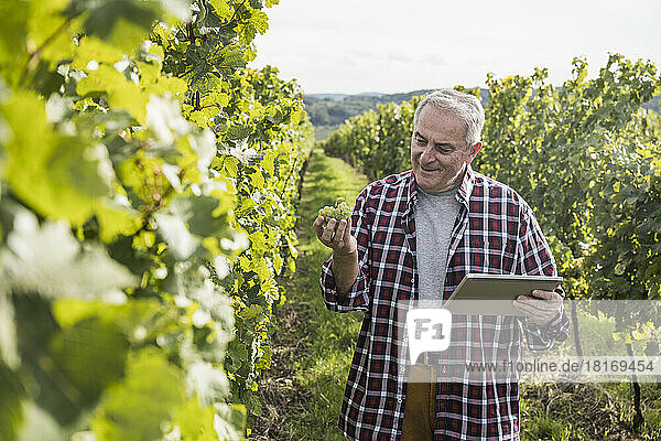 Smiling farmer with tablet PC analyzing grape fruit amidst vineyard