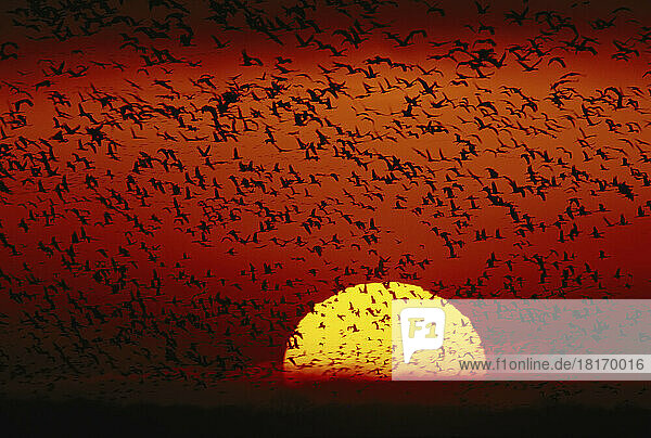 Dramatischer Vogelschwarm am Himmel bei Sonnenuntergang