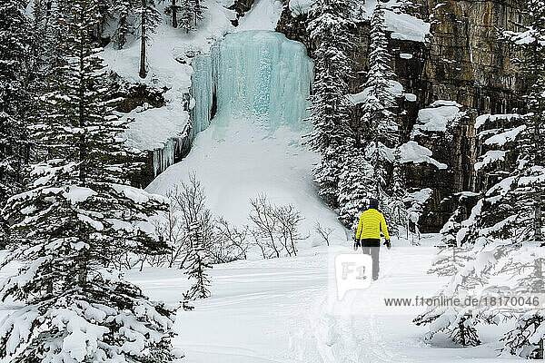 Female snowshoeing along a snow-covered trail with an ice falls on a cliff with snow-covered trees in Banff National Park; Lake Louise  Alberta  Canada