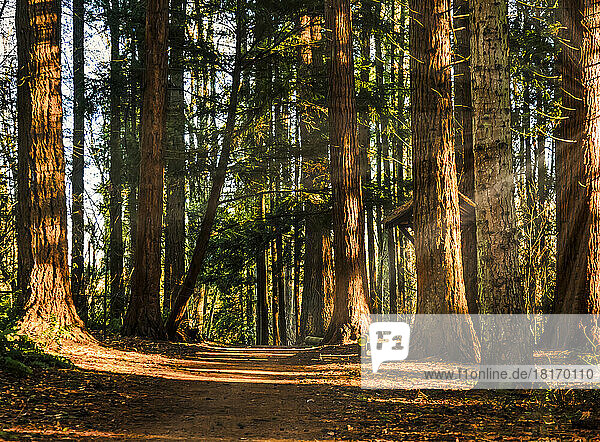 Pfad durch einen Wald mit Sonnenstrahlen  die zwischen den Bäumen hindurch scheinen; Langley  British Columbia  Kanada