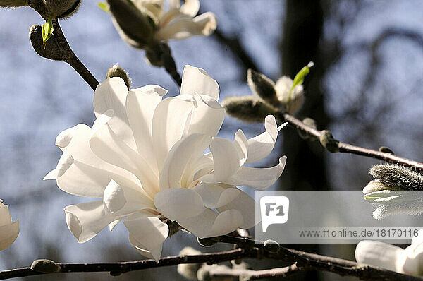 Close up of a flowering branch of star magnolia tree.; Arlington  Massachusetts.