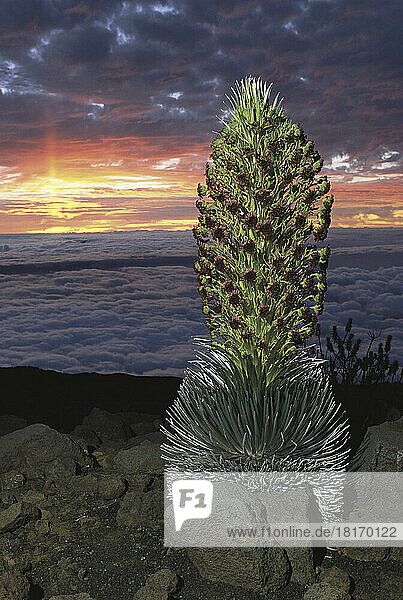 Hawaiian sunset with flowering silversword in the foreground.; Maui Island  Hawaiian Islands.