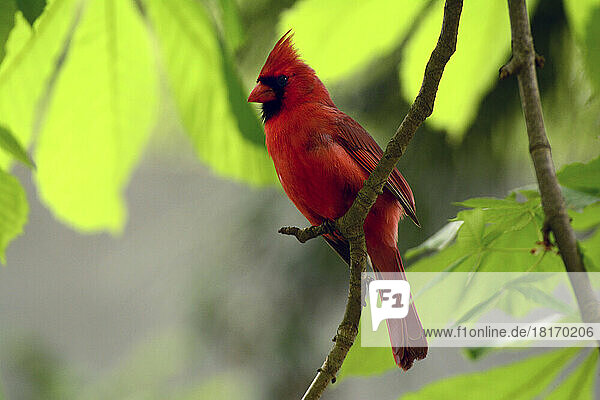 Ein männlicher nördlicher Kardinal  Cardinalis cardinalis  sitzt auf einem Ast über seinem Nest; Cambridge  Massachusetts.