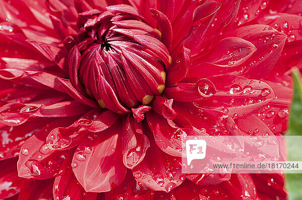 Close up of a large red dahlia flower with water drops.; Brewster  Cape Cod  Massachusetts.