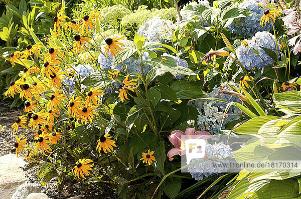Ein Garten auf Cape Cod mit schwarzäugigen Susannen  Hortensien und Lilien; Sandwich  Cape Cod  Massachusetts.