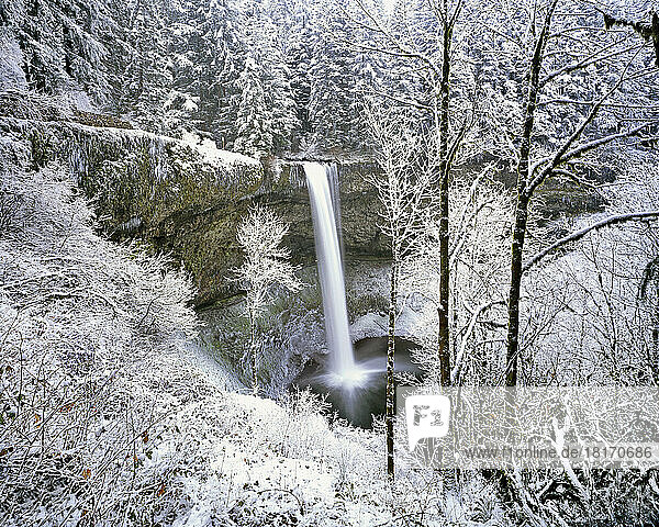 Wald  der einen winterlichen Wasserfall umgibt  Silver Falls State Park; Oregon  Vereinigte Staaten von Amerika
