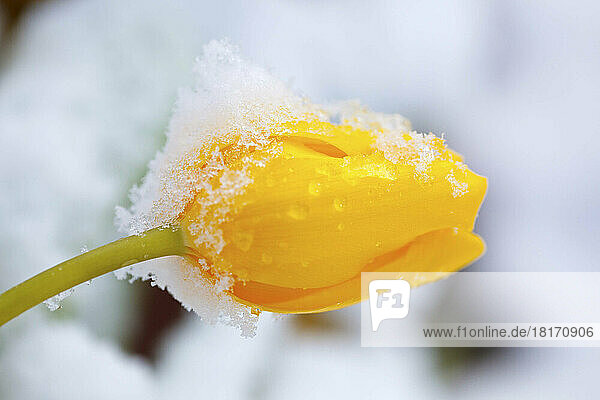 Detailaufnahme von leichtem Schnee und Eis auf einer gelben Tulpe  Willamette Valley; Oregon  Vereinigte Staaten von Amerika