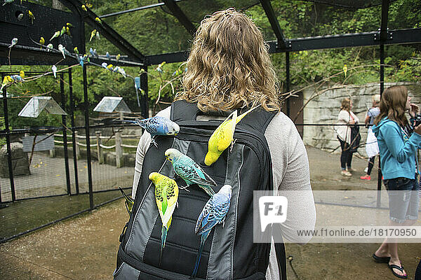 Parakeets interact with visitors at the John Ball Zoo; Grand Rapids  Michigan  United States of America