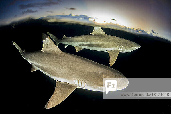 Split image of Blacktip reef sharks (Carcharhinus melanopterus) at the surface at dusk off the island of Yap  Micronesia; Yap  Federated States of Micronesia