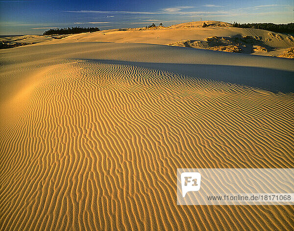 Ripples cover the surface of sand on the sand dunes on the Oregon coast  Oregon Sand Dunes National Park; Oregon  United States of America